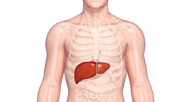 地胆草作用和适用人群