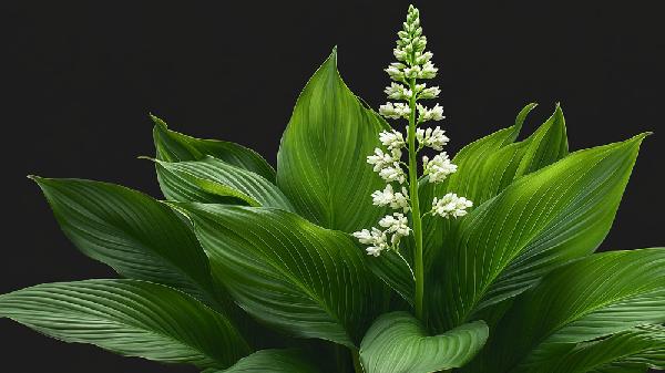 藜芦的功效是什么