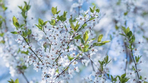 梅花草的作用都有哪些