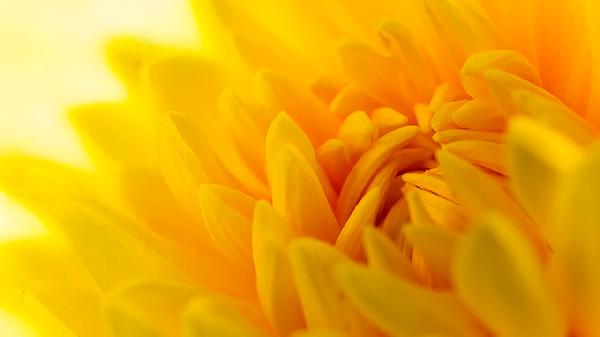 菊花的功效是什么