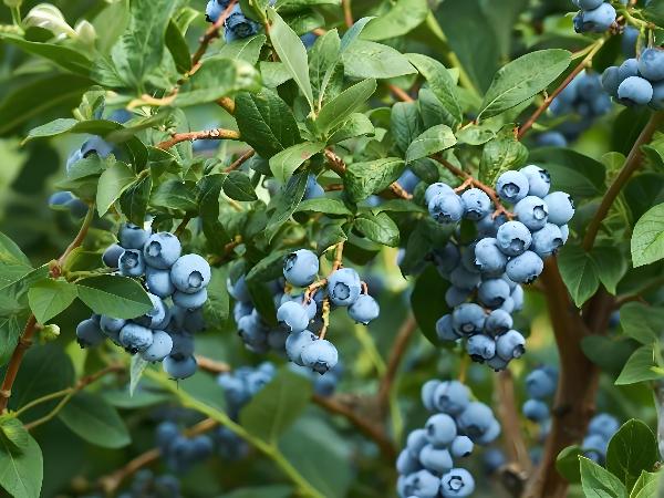 蓝莓立大功！医生发现：糖尿病患者常吃蓝莓，或能降低5种并发症