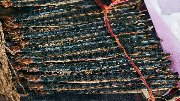 有什么中药可以治疗鼻炎