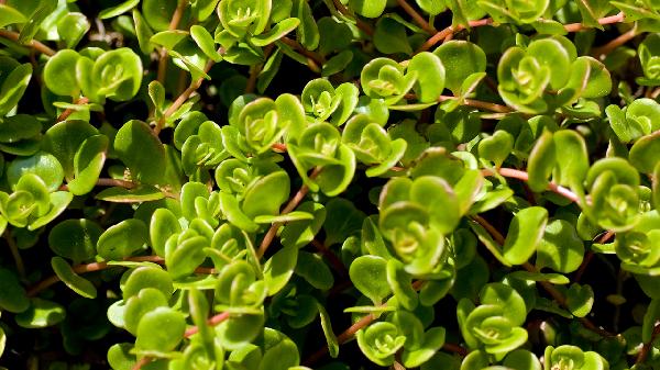 马齿苋的注意事项有哪些