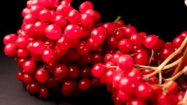 山茱萸使用时需要注意什么