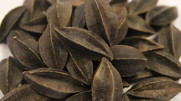 使君子的功效是什么