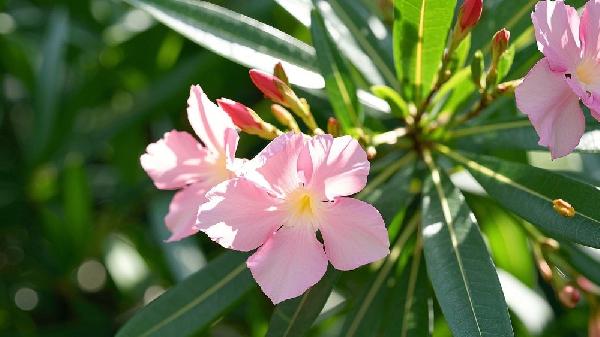 夹竹桃主要适用于什么病