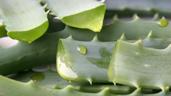 芦荟的注意事项有哪些