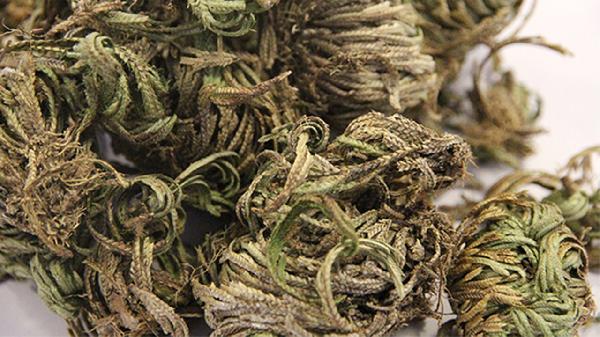 江南卷柏的效果有哪些