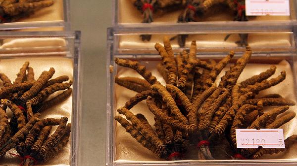 冬虫夏草适应人群有哪些