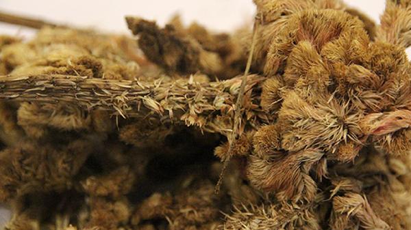 鸡冠花的禁忌人群有哪些