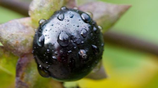 龙葵主要适用于什么病