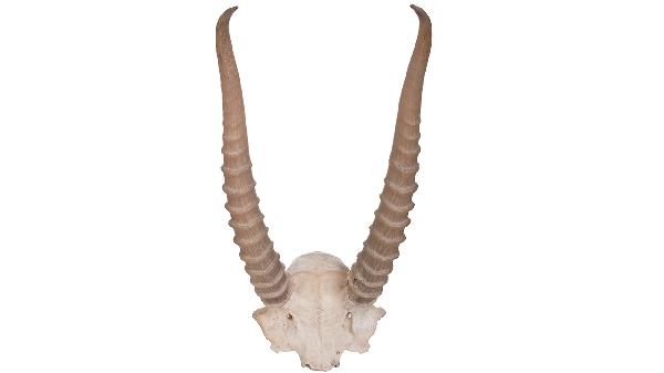 喝中药上火需要停药吗