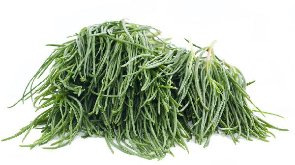 猪毛菜的功效有哪些