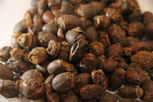 中药黄芪的作用有哪些