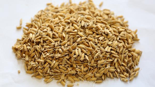 非甾体类抗炎药物会损害肾脏吗