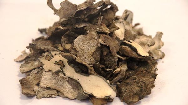 猪苓的功效与作用