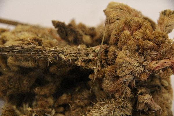 中药附子的功效与作用及禁忌症