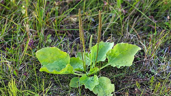 车前草的药用价值