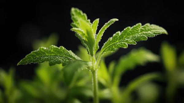 马鞭草的功效与作用