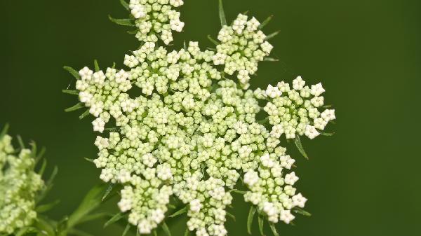 药物性甲亢停药多久可以恢复