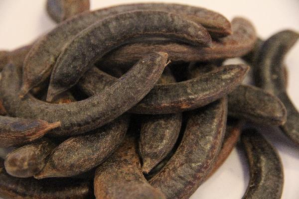 中药茯神的功效与作用点是什么