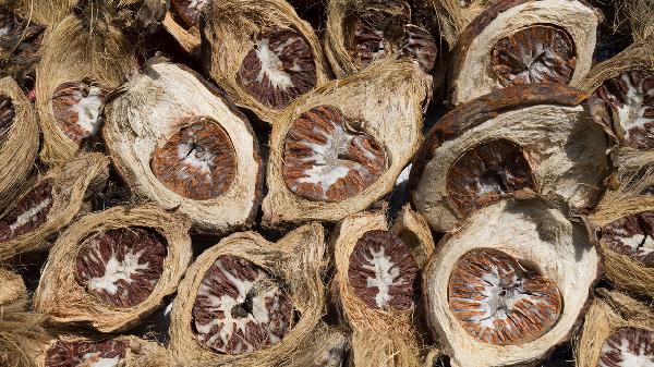 马槟榔作用有哪些