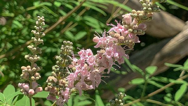 牡荆作用和适用人群