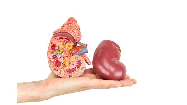 金匮肾气丸是双补的吗