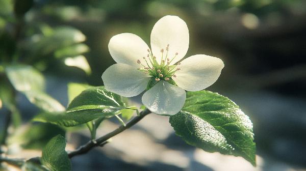 绿萼梅主治哪种疾病