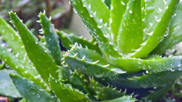 吃新复方芦荟胶囊有副作用吗