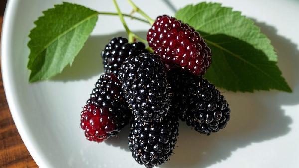 桑葚立大功?研究发现:桑葚或可在32小时内清除体内60%因子?