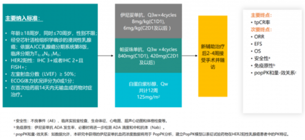 伊尼妥单抗在HER2阳性乳腺癌新辅助治疗中展现卓越疗效与安全性