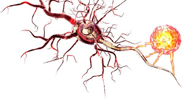 血常规单核细胞偏低是什么原因？