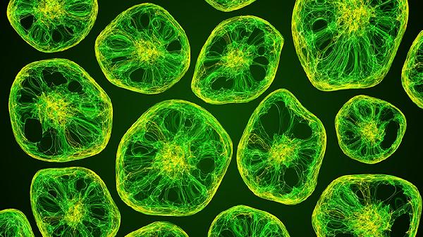 血常规嗜酸性粒细胞偏高是过敏吗？