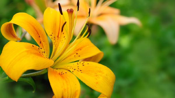 萱草作用有哪些