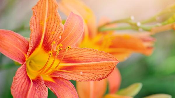 萱草对男性有什么好处吗