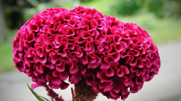 鸡冠花的作用都有哪些