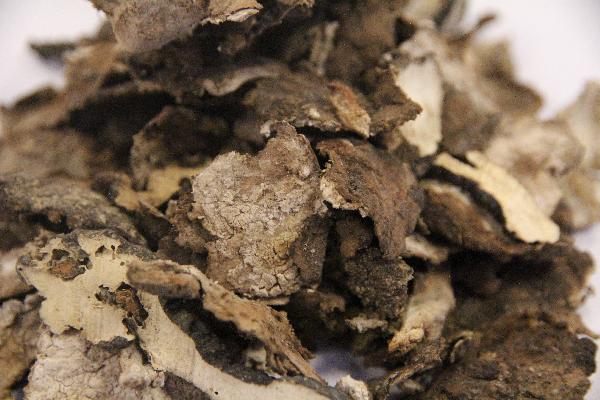 中药川楝子的功效与作用有哪些