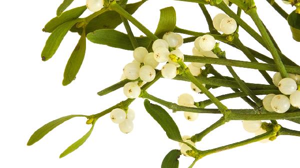 中药桑寄生功效与作用