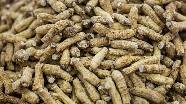 中药西洋参的功效与作用