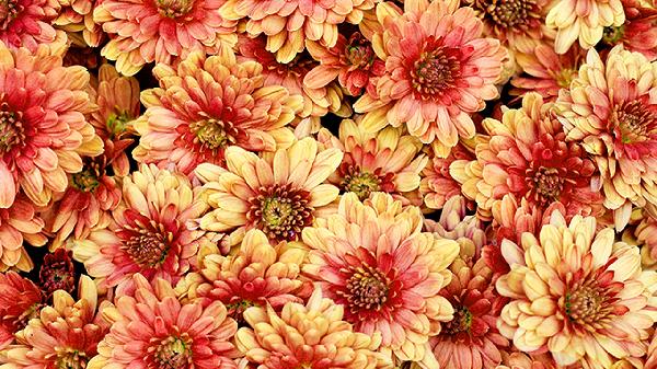 喝中药可以喝豆浆吗