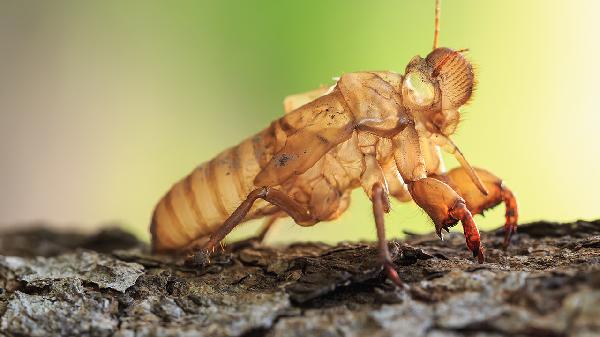 中药合欢花的功效与作用
