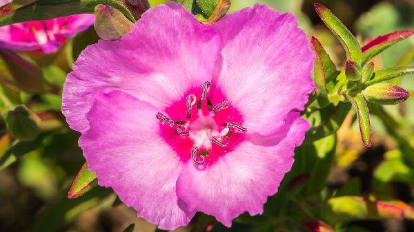 芍药花的功效有哪些