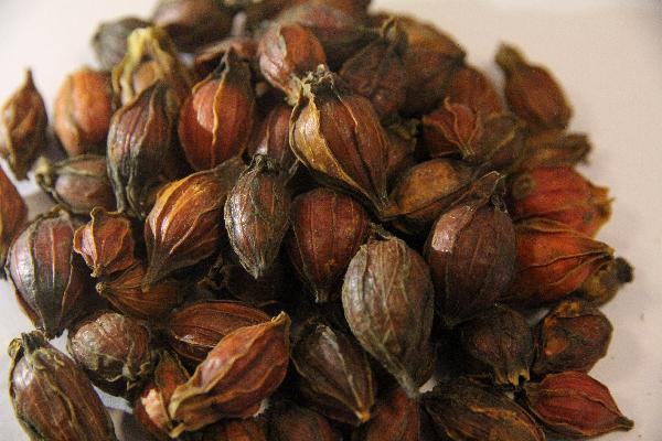 中药白芷的功效与主治