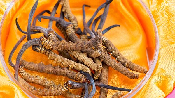 冬虫夏草属于什么类药材