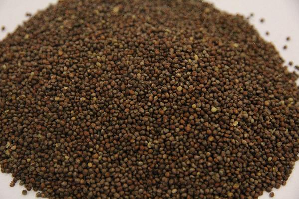 喝中药会发胖吗