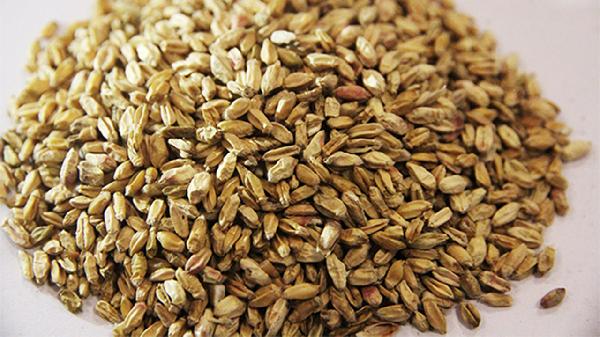 中药浮小麦的功效与作用