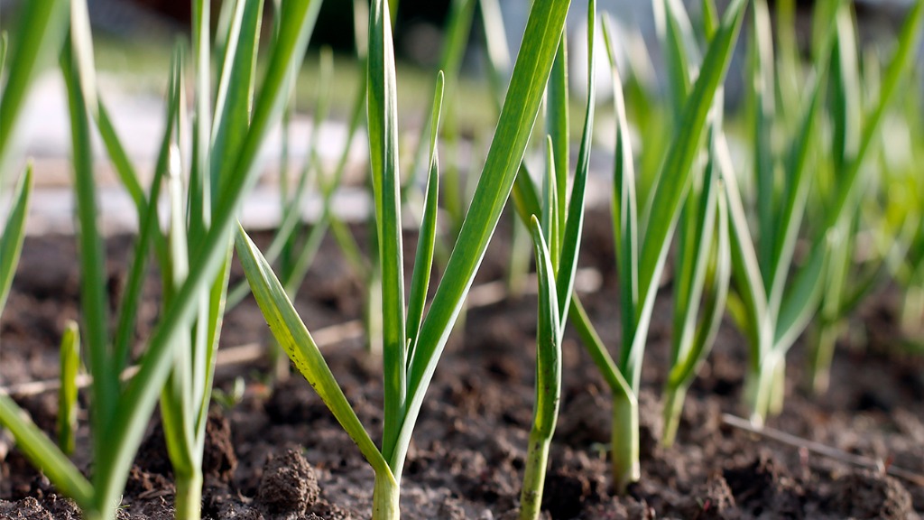 蒜苗是血糖杀手?叮嘱高血糖患者,少吃这6种蔬菜,尤其是老人