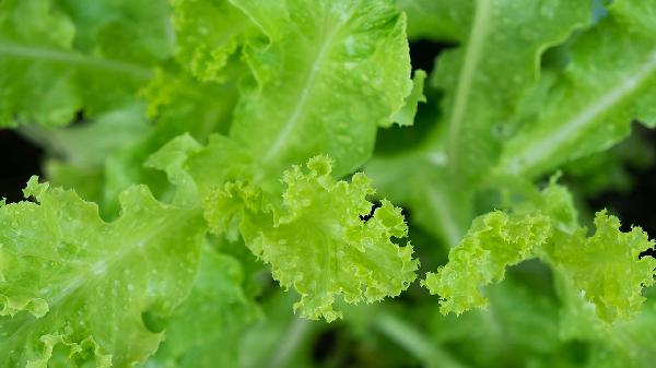 新鲜蔬菜怎么保存更久