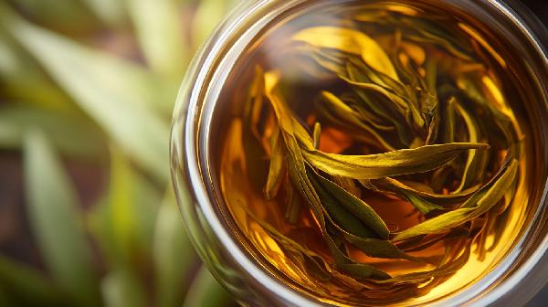 苦丁茶可以减肥吗